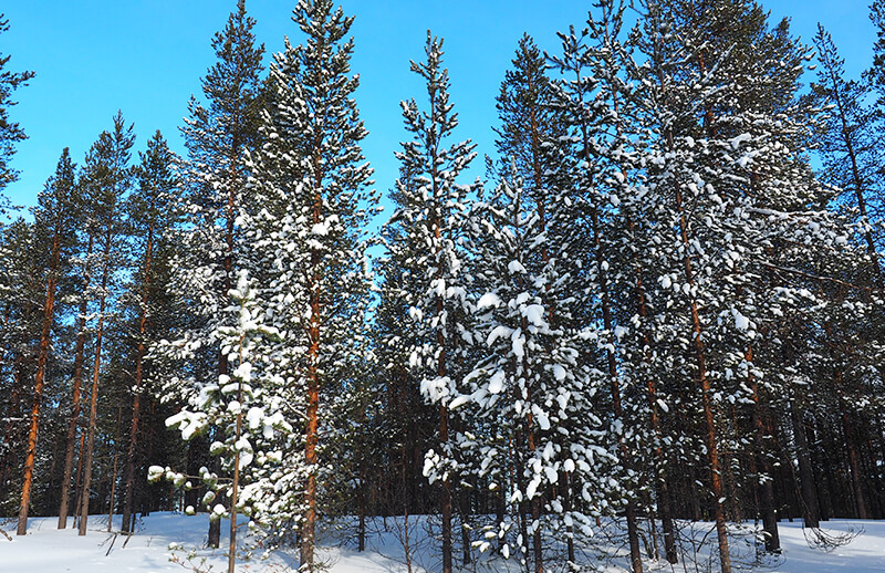 Snow covered trees