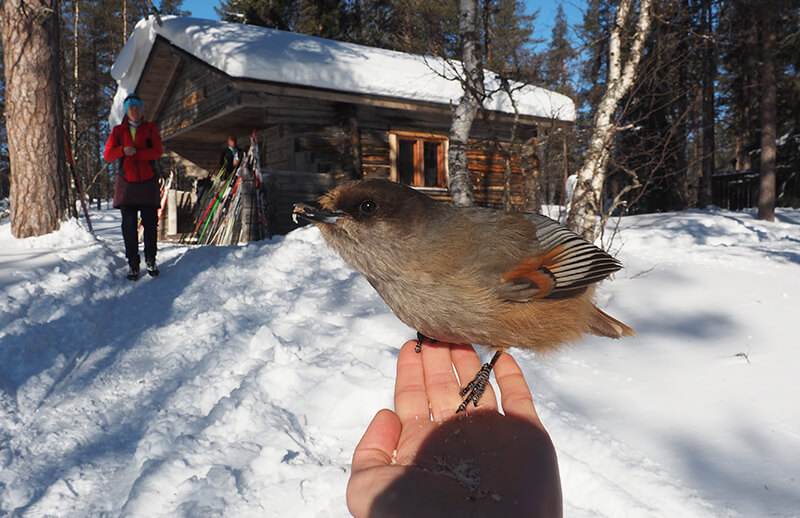 Curious Siberian Jays