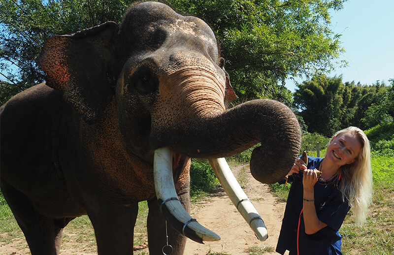 Sustainable elephant park experience