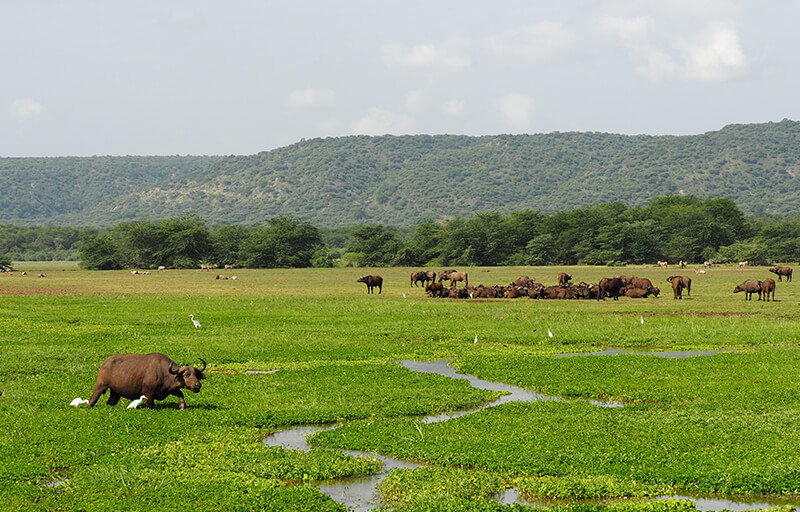 Lake Manyara national park