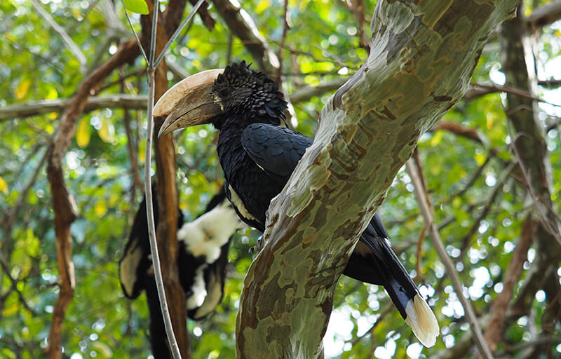 Huge birds