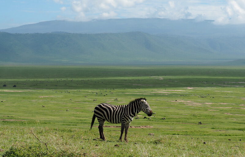 Inside of Ngorongoro crater