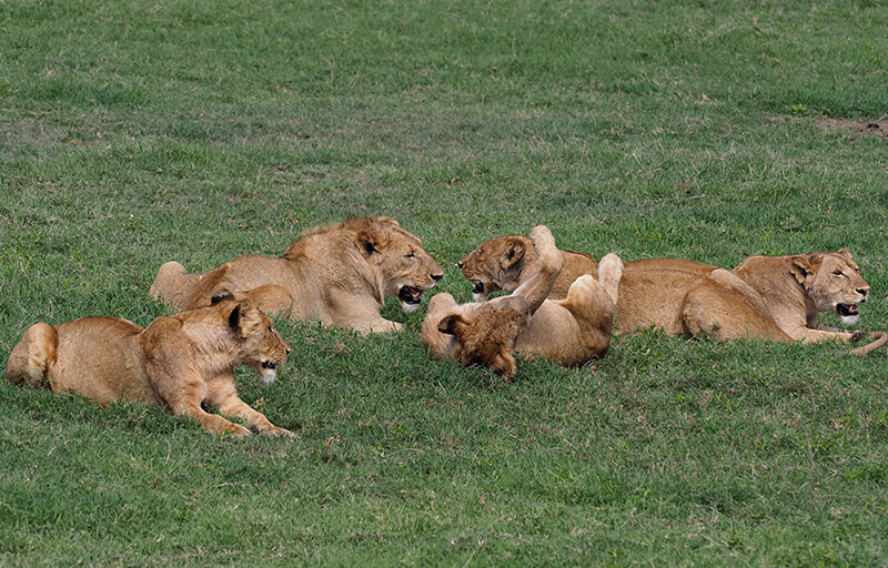 These lazy lions