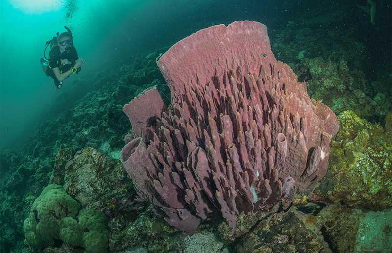 Beautiful corals