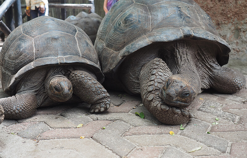 These so friendly looking tortoises can be rather dangerous